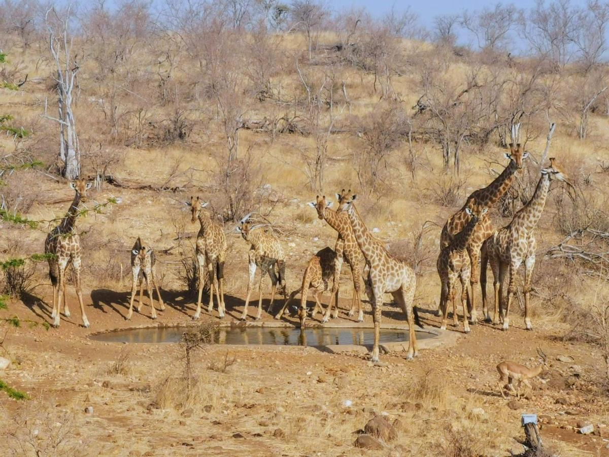 Mbizi Bush Lodge Grietjie Game Reserve Exterior foto